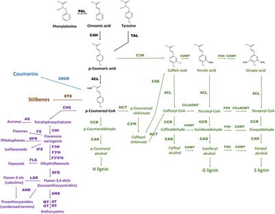 Frontiers | Features Of Activity Of The Phenylpropanoid Biosynthesis ...